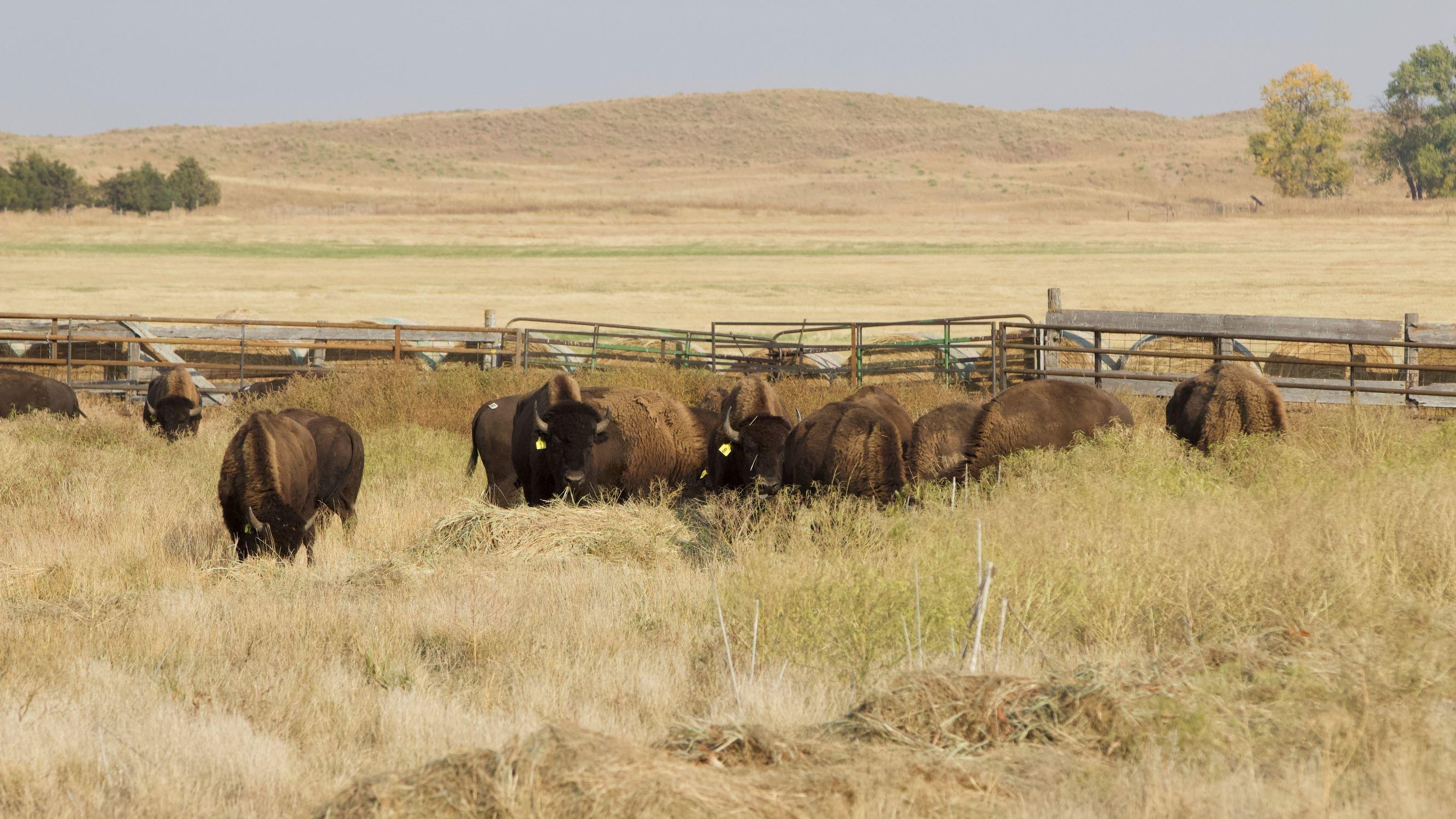 Buffalo Arrive At Massive New Rosebud Range 